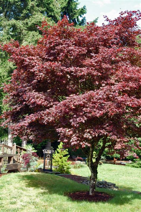 Acer Palmatum Var Atropurpureum Japanese Red Maple For Sale