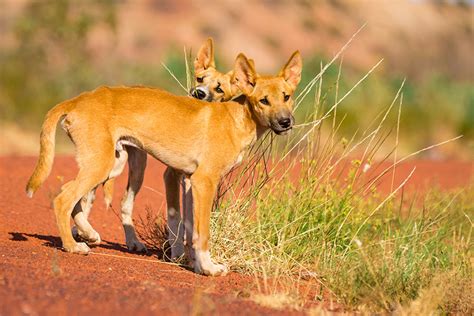 Photographing The Dingoes Of The Great Sandy Desert Australian Geographic