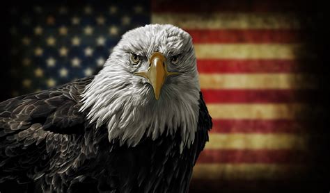 American Bald Eagle On Grunge Flag Colibrys Mems Accelerometers