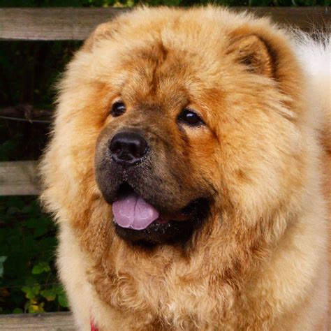 79 Why Does Chow Chow Have Blue Tongue L2sanpiero