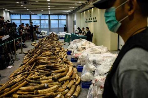 Hong Kong Seizes 72 Tonnes Of Ivory Nation