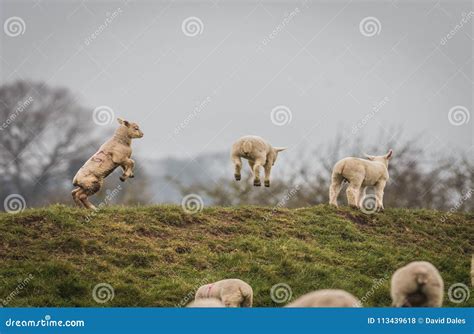 Gambolling Lambs Full Of The Joys Of Spring Stock Photo Image Of