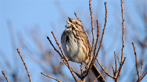 A Beginner's Guide to Common Bird Sounds and What They Mean | Audubon