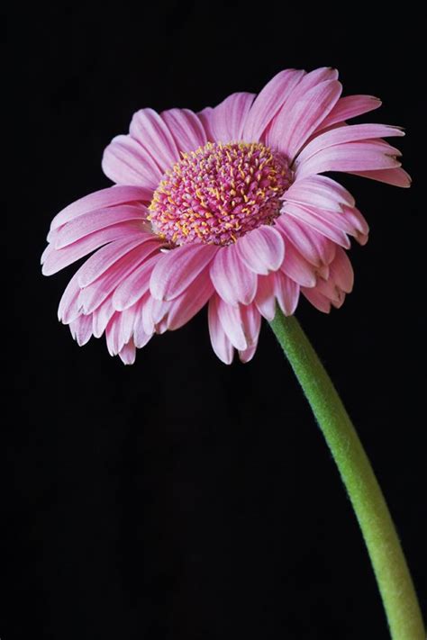 25 Flower Photography Tips For Beginners Techradar Flowers