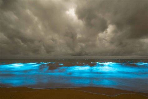 Electric Blue Beauty Plankton Creates Magical Waters Bioluminescence