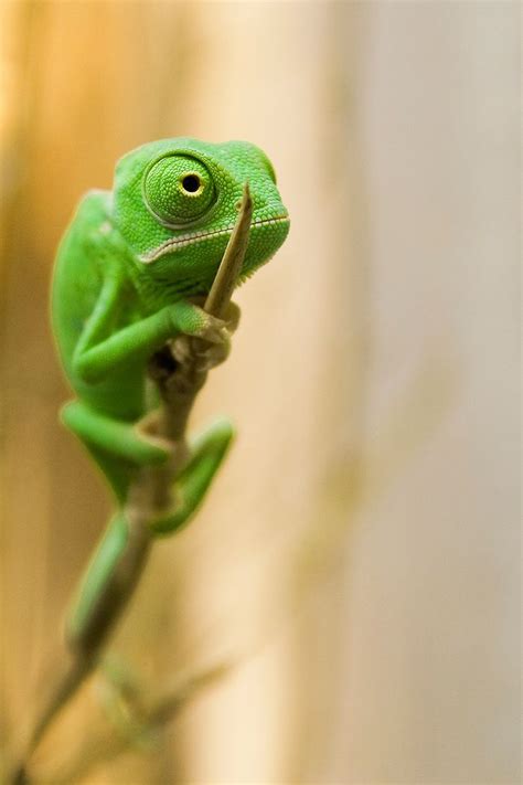 chameleon babies     fall  love  lizards chameleon pet veiled