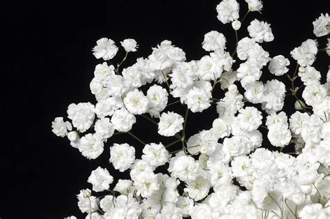 Gypsophila Xlence Florsani