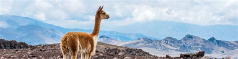 Your Wildlife Guide To The Andes Mountains Chimu Adventures