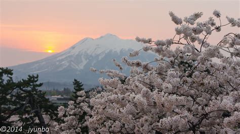 Wallpaper Sky Plant Cherry Blossom Tree Flower Winter Morning