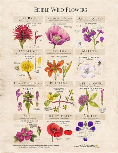 Edible Wild Flowers Poster — Foraging And Feasting
