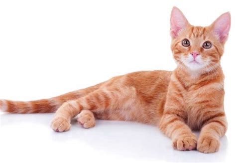 Are Most Orange Tabby Cats Male