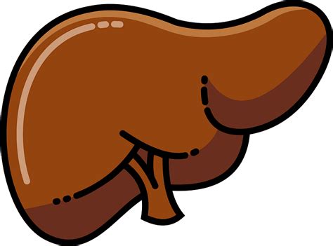 Liver In The Body Clipart