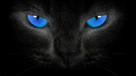 Black Cat With Blue Eyes Hd Cats Wallpaper 1920x1080 46171