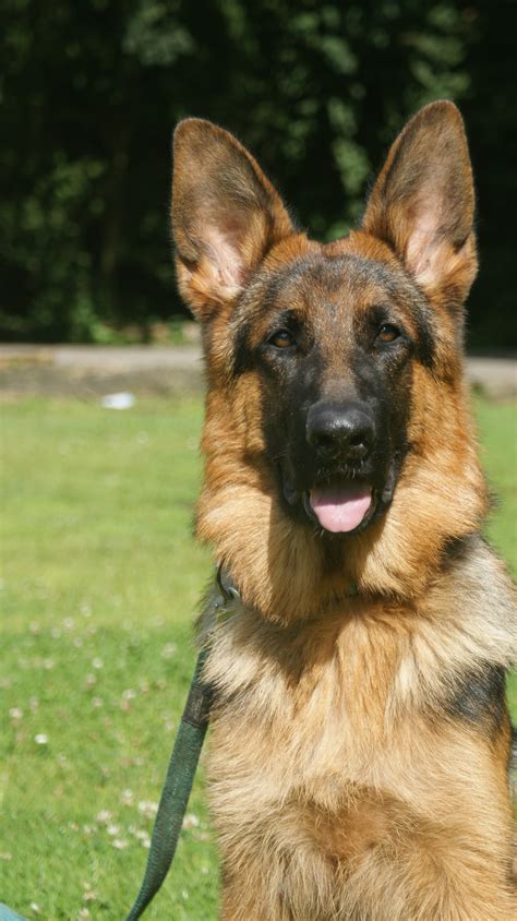 Free Images Old German Shepherd Dog Mammal Vertebrate Dog Breed