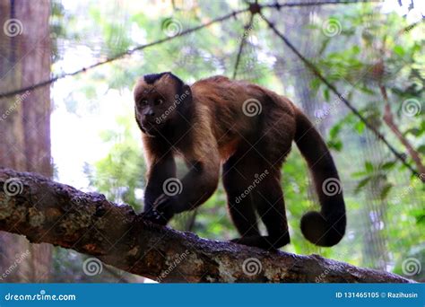 Brown Capuchin Monkeys Cebus Apella Stock Image Image Of Wildlife