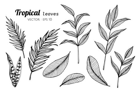 Collection set of Tropical leaves drawing illustration. - Download Free Vectors, Clipart ...