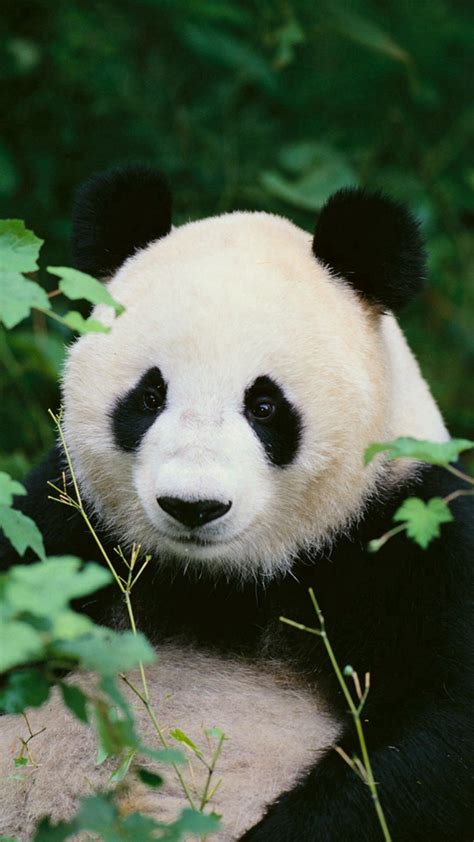 Panda Bear Wallpaper 64 Images
