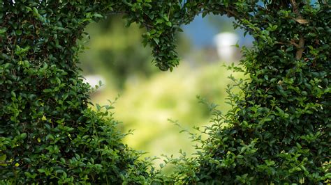 Closeup Of Green Tree With Heart Shape Gap 4k 5k Hd Green Wallpapers