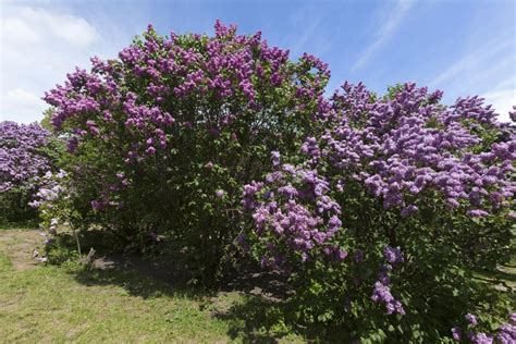 What Is The Fastest Growing Lilac Bush Artkraftfr Your 1 Source