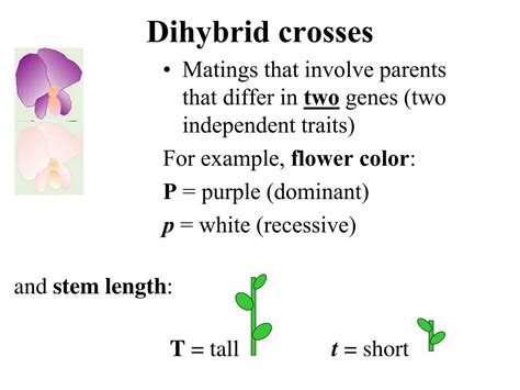Similar to a punnet square, a dihybrid cross a dihybrid cross, however, tracks two traits, not just one. PPT - Theme: Organism's level of organization of genetic ...