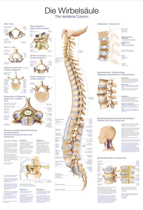 Anatomical Chart Vertebral Column
