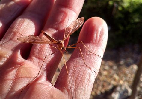 Giant Mosquito? Mosquito-Eater? Nope, It's a Crane Fly! | News | San ...