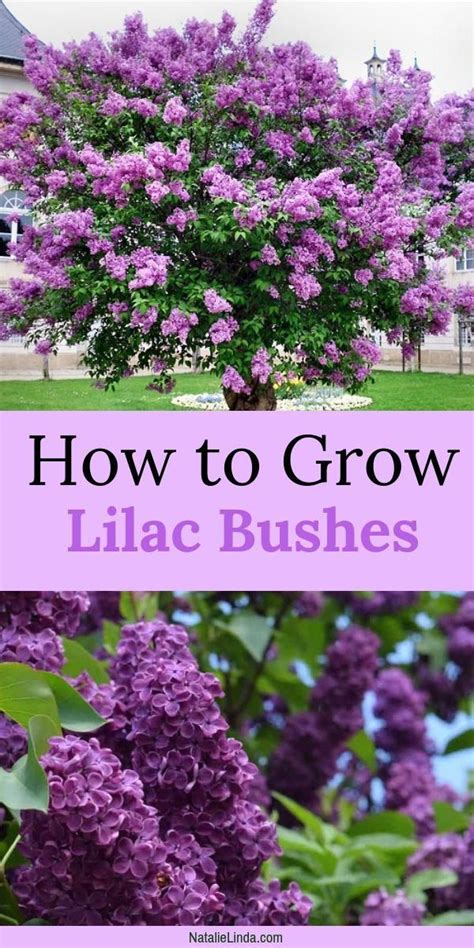 Lilac Bushes Are Fragrant Trees That Grow Large Clusters
