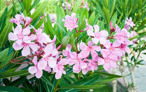How Toxic Is Oleander To Humans
