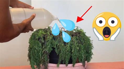 Timelapse Dying Plant Comes Back To Life Youtube
