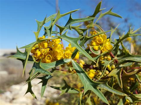 Mahonia Trifoliolata Agarita Small Yellow Flowers How To Attract