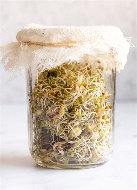 How To Grow Sprouts In A Jar Growing Sprouts Growing Food Sprouts