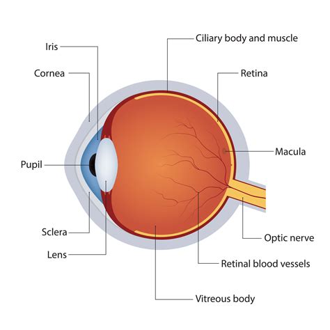Structure Of Anatomy Human Eye Detailed Diagram Of Eyeball Side View