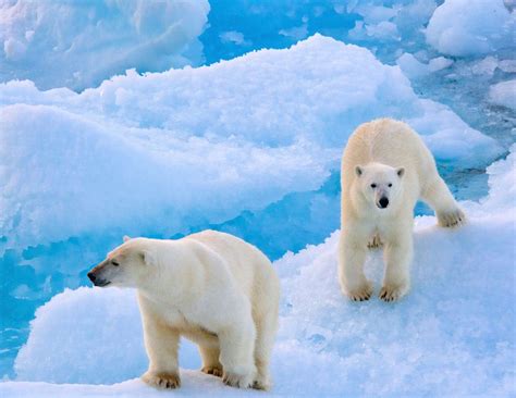 An Awesome Sighting Of Polar Bears In Arctic Canada Vacay Network