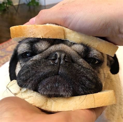 Pug Sandwich 💕 Do U Love It Puglovers Worldofpug Pug Pugs