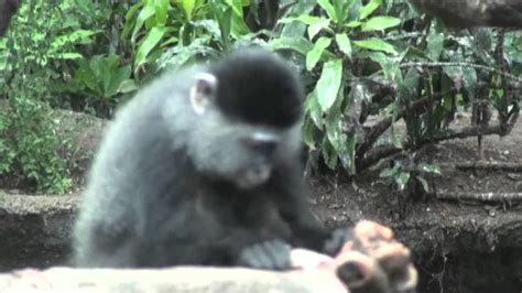 Blue Monkey Plays With Mouse At The Hdz Youtube