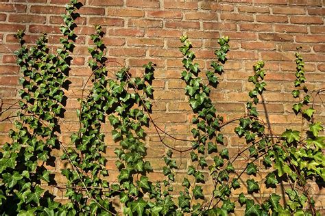 Brick Wall Ivy Creeper Vine Ivy Grown Ivy Covered Plant Growth