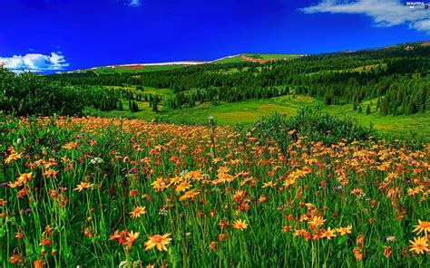 Meadow Wildflowers Spring Flowers Beautiful Views Wallpapers 2560x1600