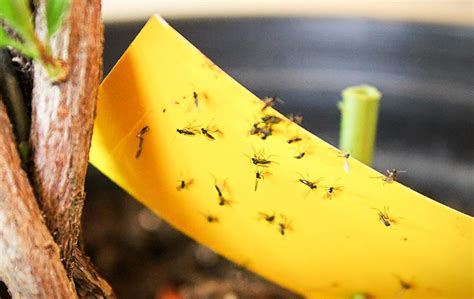 Blog What Is Causing All These Fungus Gnats