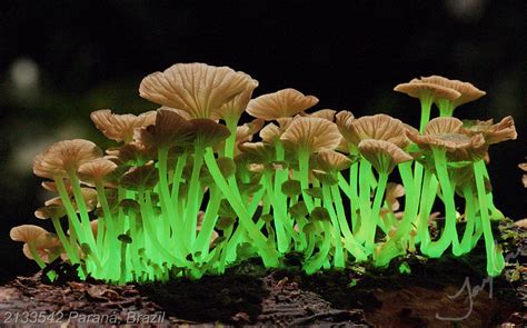 Bioluminescent Mushrooms Of The World