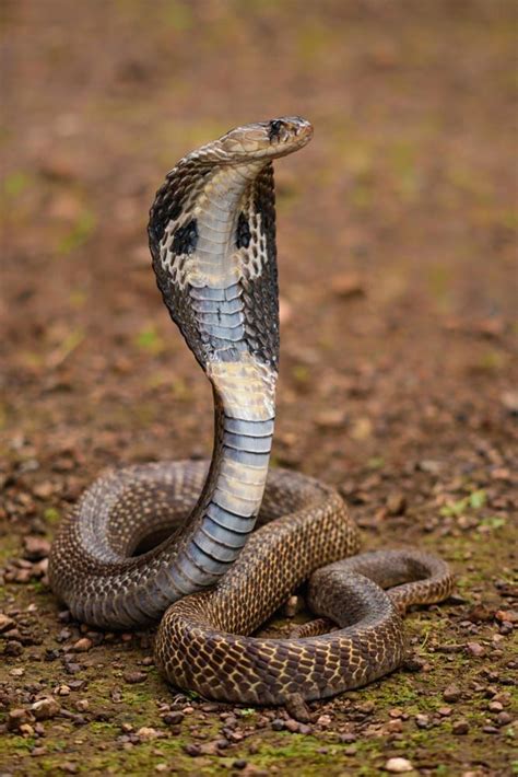 Spectabled Cobra In All Its Beauty By Eurion Kemish When The Snake