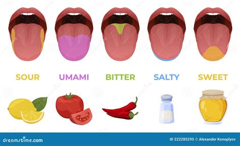 Human Linguistic Taste Receptors Vector Flat Illustration Colored