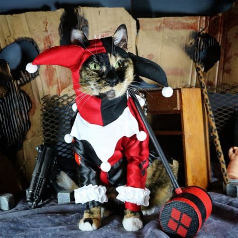 20 Lovable And Sweet Cat Cosplays Youll Want To Try On Your Cat