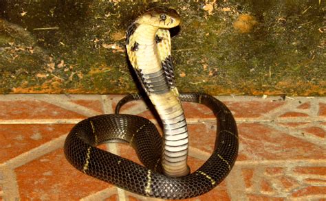 Chinese Cobra On Visit Flora And Fauna Of Tropical Asia