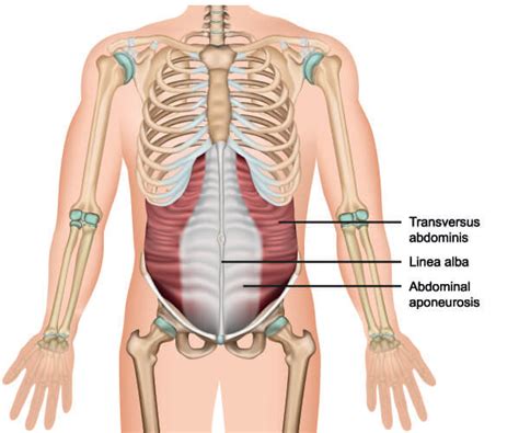Muscles Of The Abdomen And Ribs Laminated Anatomy Chart Ph