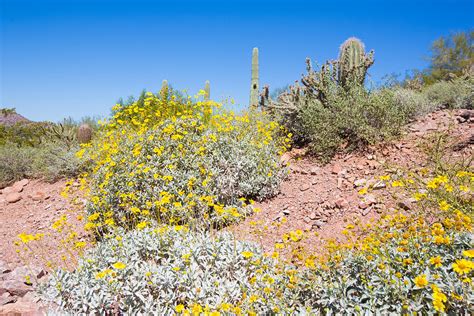 Sonoran Desert Plants 1 Photograph By Jodi Jacobson Pixels