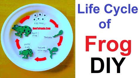 Life Cycle Of A Frog Craft For Kids