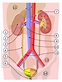 泌尿系統 - 维基百科，自由的百科全书