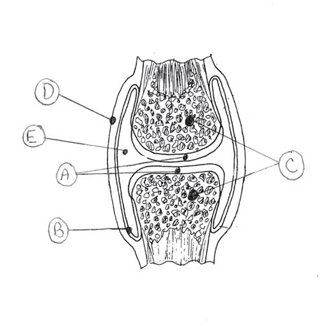 Copy Of Movable Joint Diagram Quizlet