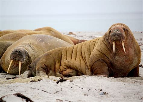 An In Depth Guide To Walrus Habitat Diet And Adaptations Journotalk