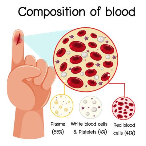 37 Diagram Of White Blood Cells Wiring Diagram Info